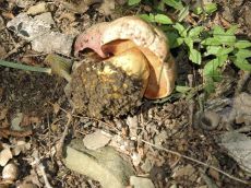 Boletus-rhodoxanthus_Абрау_4